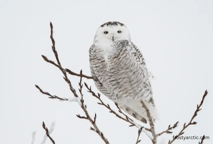 female-snowy-owl