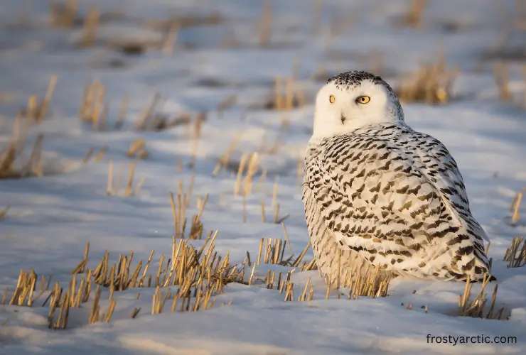 female-snowy-owl-