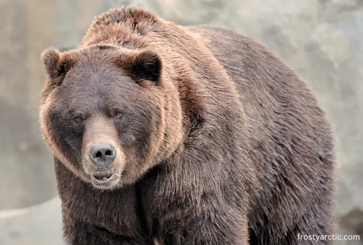 grizzly-bear
