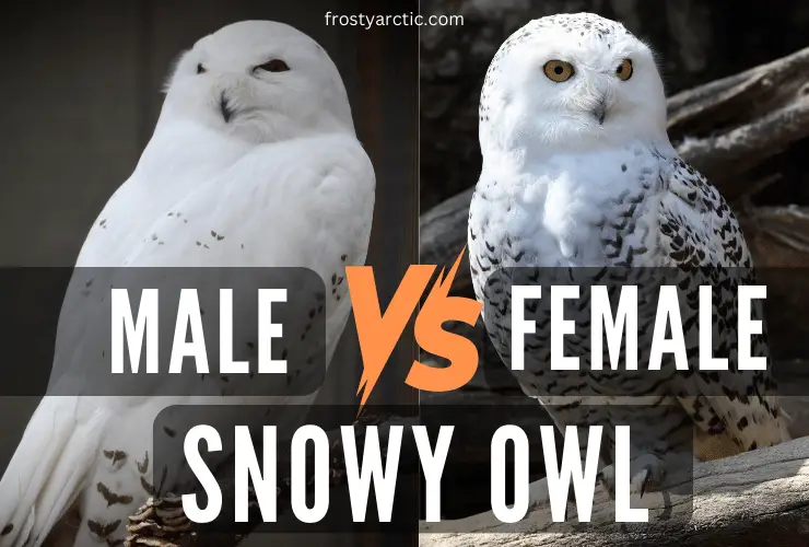 male vs female snowy owl