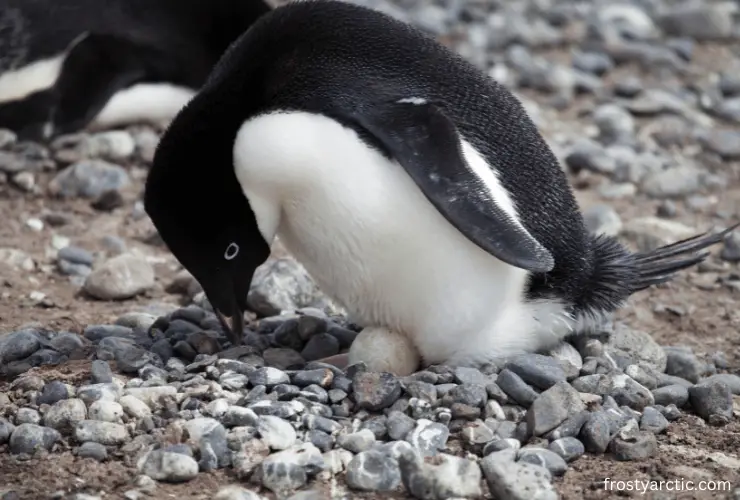 penguin egg