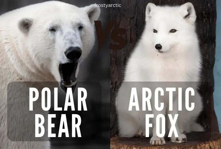 polar-bear-and-arctic-fox