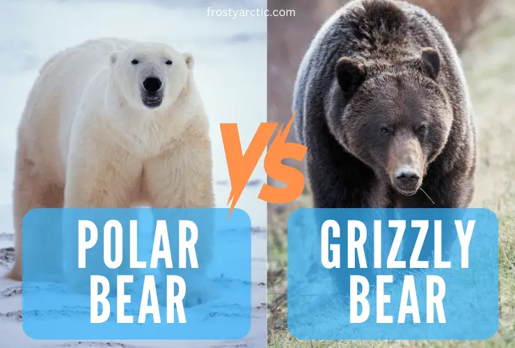 polar bear vs Grizzly Bear