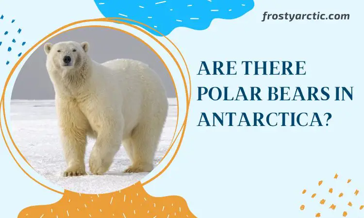 polar bears in antarctica