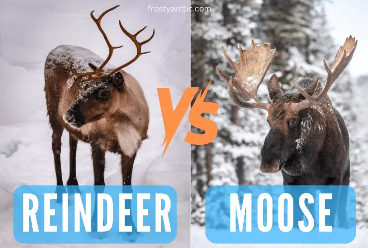 reindeer-vs-moose