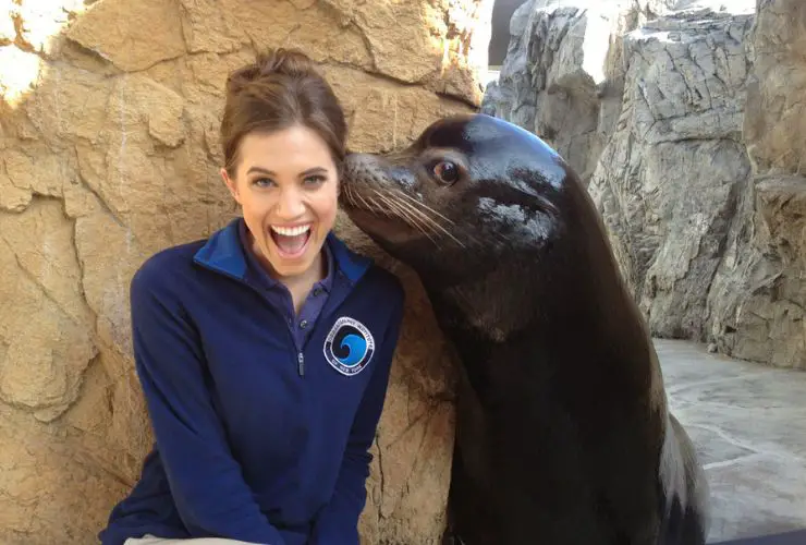 seals Interaction With Humans