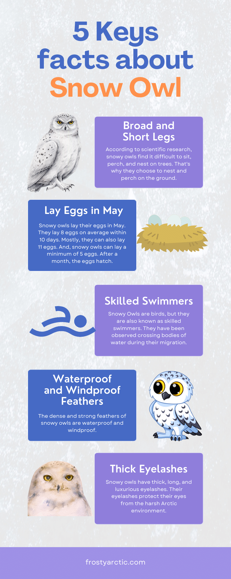 snowy owl facts