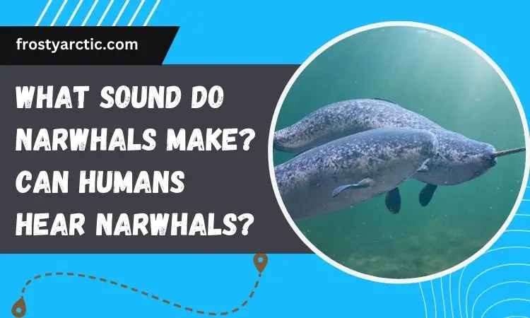what sound does a narwhal make