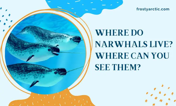 where do narwhals live