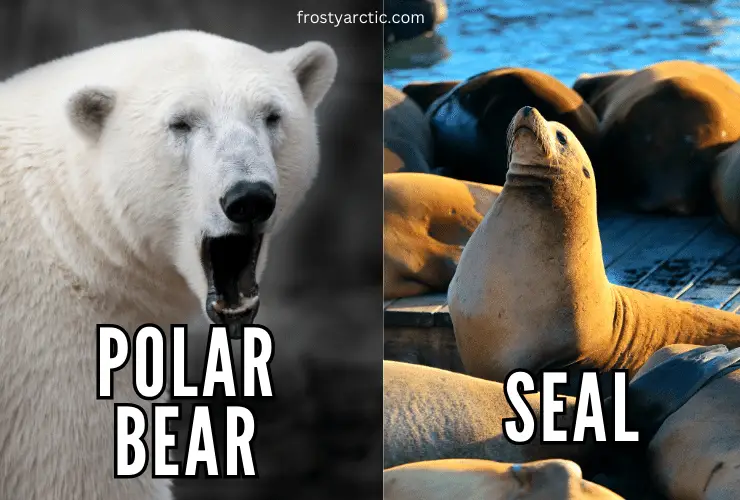 poar bear and seal